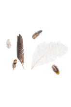 Load image into Gallery viewer, Set of Six Assorted Plumes

